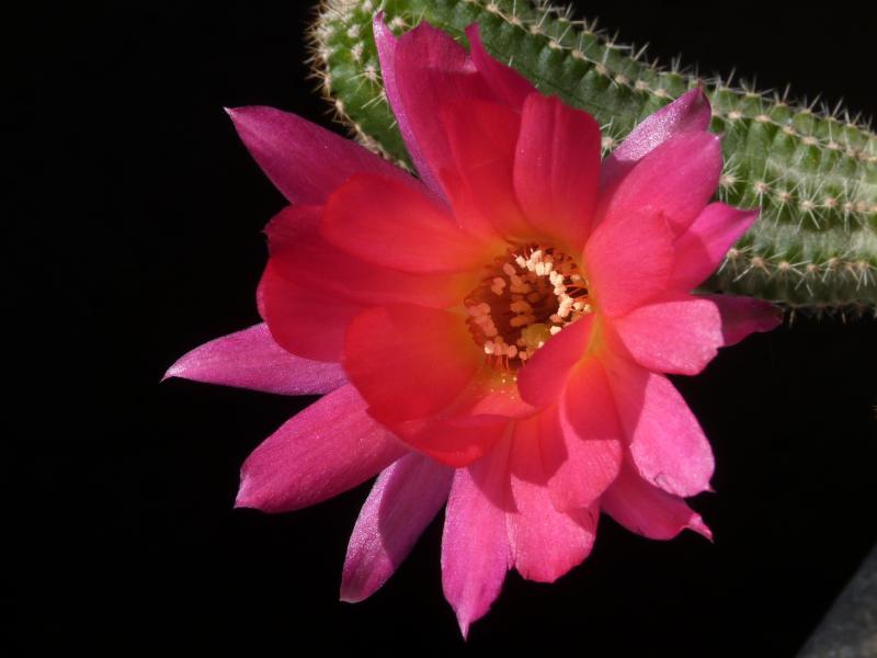 Blüte der Mutterpflanze